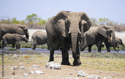 Elefant am Wasserloch