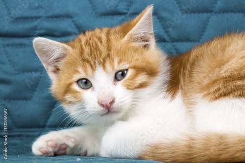 Kedi