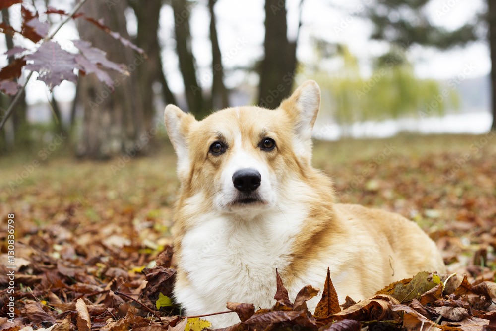 dog looking autumn walk