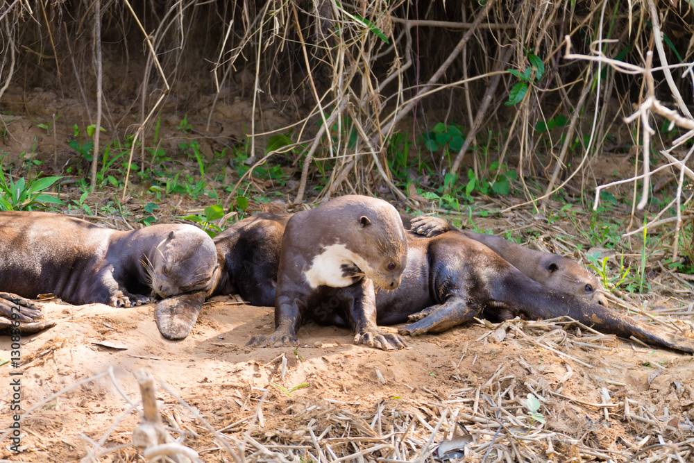 Giant otter from Pantanal, Brazil Giant otter from Pantanal, Brazil