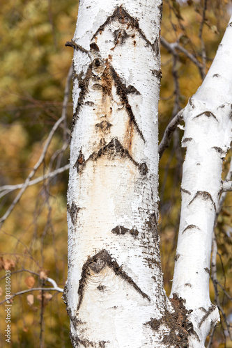 birch trunk in nature in autumn