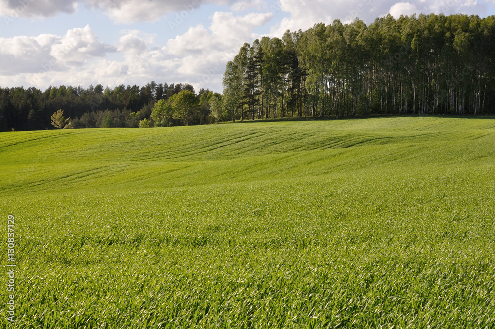 Obraz premium Young corn