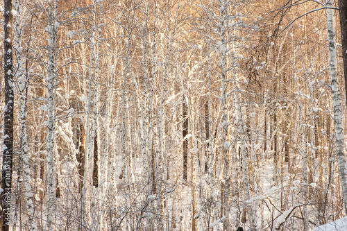 winter forest. branch of the trees pine, cedar, birch