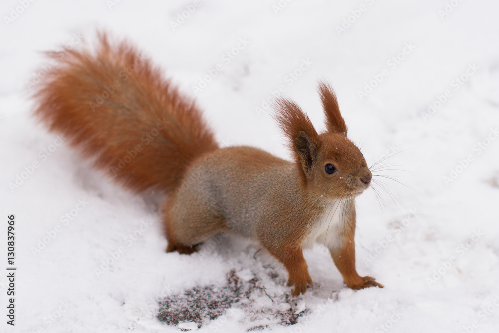 Red squirrel, winter forrest Red squirrel, winter forrest