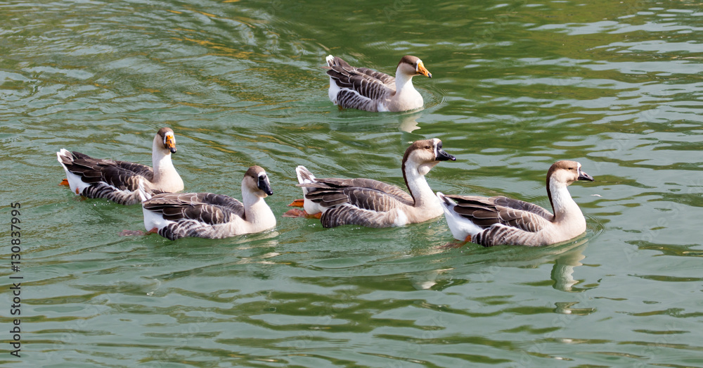 a flock of ducks on the lake in autumn a flock of ducks on the lake in autumn