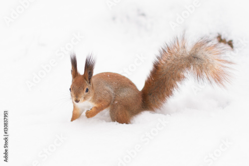 Red squirrel, winter forrest