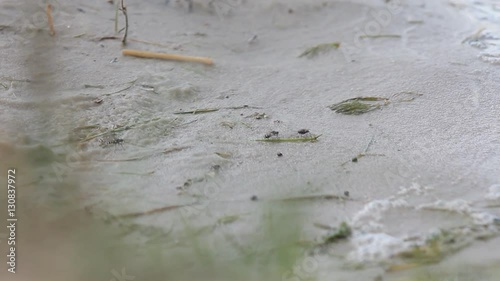 Insects Flies on the Sand Flies On Beach Flies insects flying jump at the summer warm sand on the beach photo