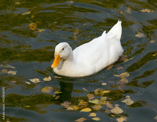 white duck on the lake in autumn