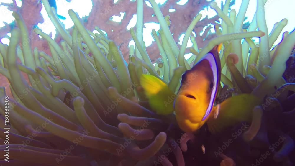 Beautiful Underwater Clownfish And Sea Anemones. Picture of Clownfish and Sea Anemones in the tropical reef of the Red Sea, Dahab, Egypt.