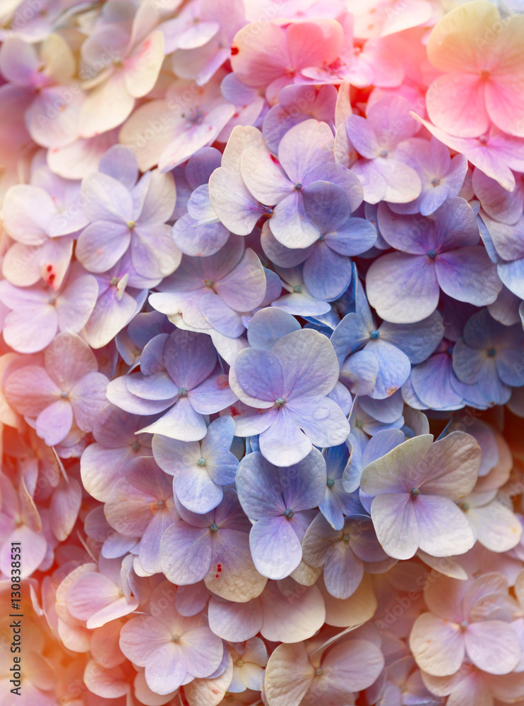 Hydrangea floral background. Hydrangea floral background.