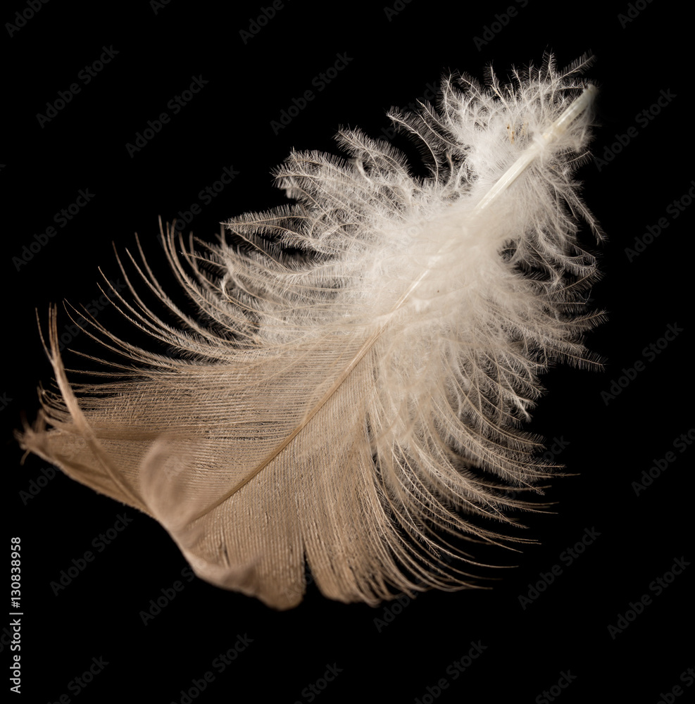 Obraz premium feather on a black background