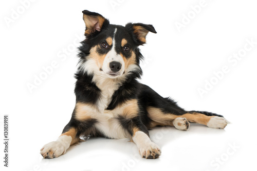 Fototapeta Naklejka Na Ścianę i Meble -  Junger Border Collie