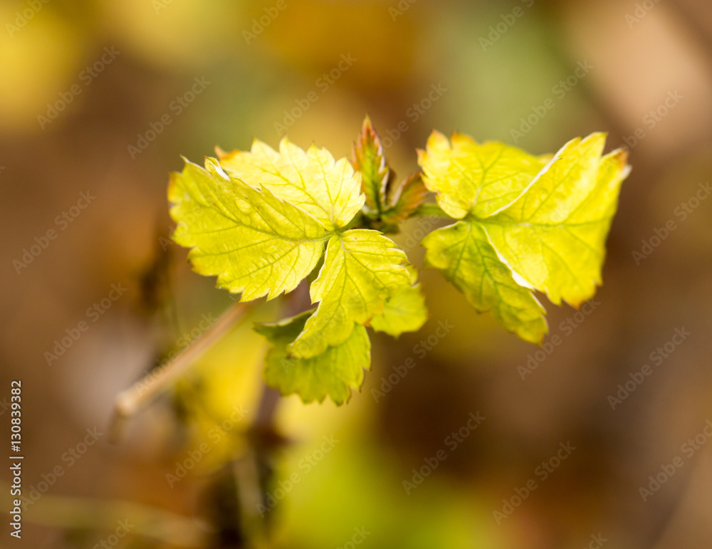 yellow leaves on the autumn nature yellow leaves on the autumn nature