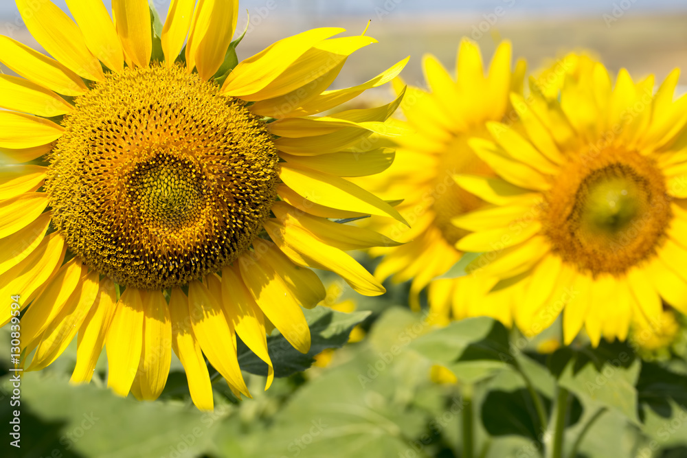 Fototapeta premium Ayçiçeği