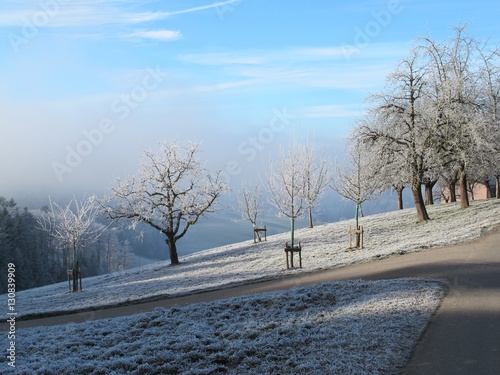 Gefrorene Obstbäume im Goldingertal