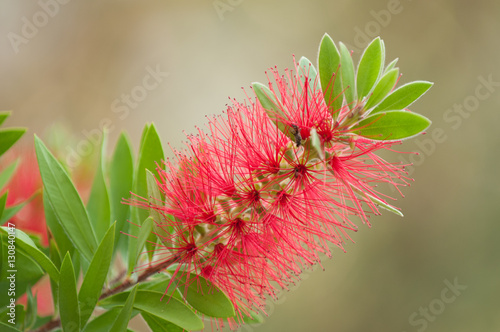 Bottlebrush