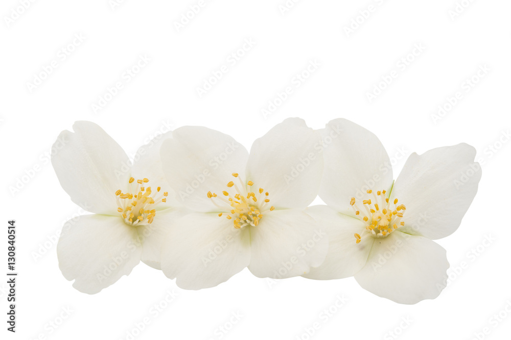 jasmine flower