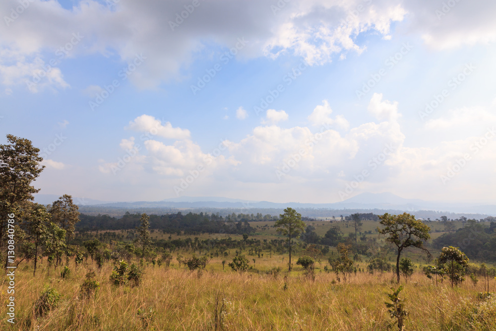 savanna forest with sky savanna forest with sky