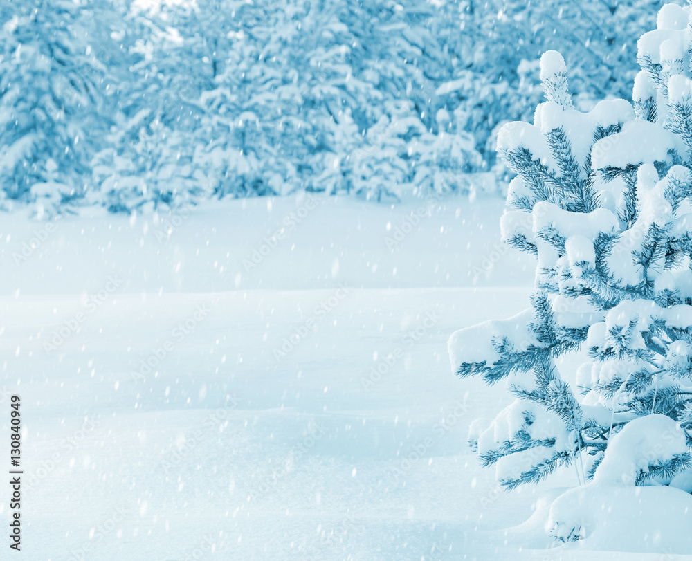 Bright winter landscape with snow-covered pine trees Bright winter landscape with snow-covered pine trees