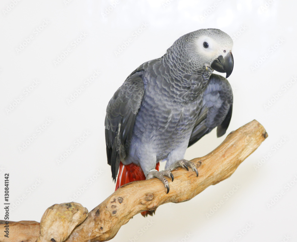 Obraz premium Colorful parrot landed on branch, isolated on white, African grey parrot