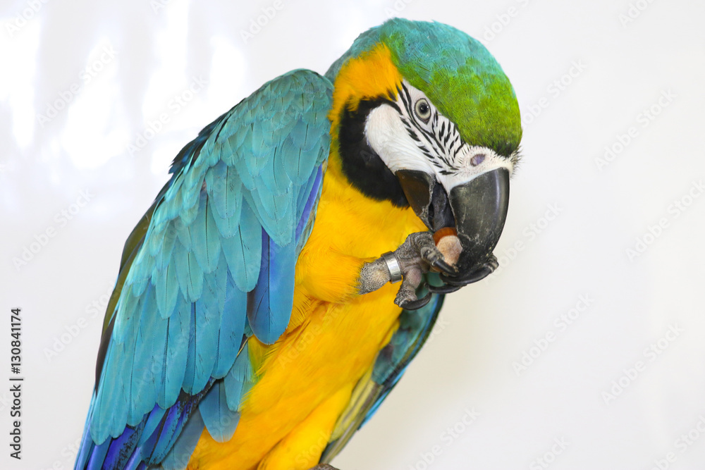 Colorful parrot landed on branch, isolated on white, Blue-and-yellow macaw