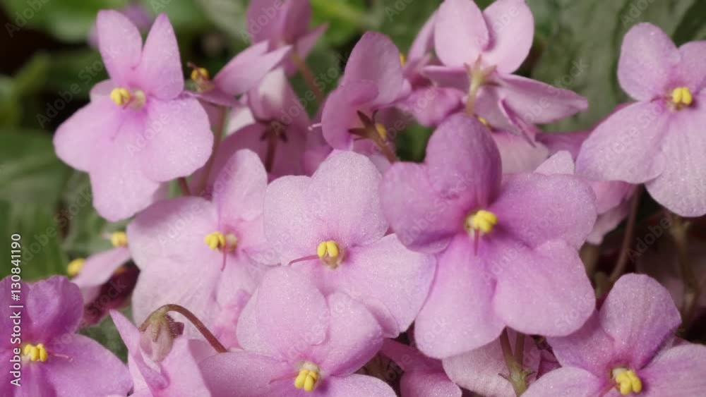 Saintpaulia ionantha plant pink bud and leaves slow tilt 4K 2160p 30fps UltraHD footage - Beautiful Saintpaulias African violet tiny flower 3840X2160 UHD tilting video Saintpaulia ionantha plant pink bud and leaves slow tilt 4K 2160p 30fps UltraHD footage - Beautiful Saintpaulias African violet tiny flower 3840X2160 UHD tilting video