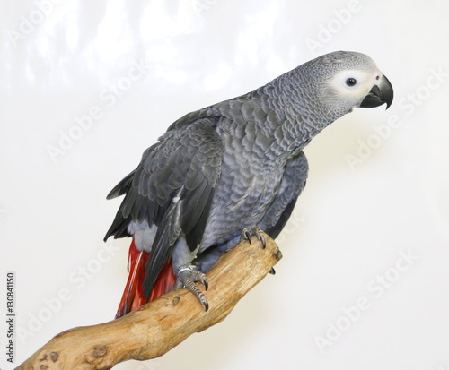 Colorful parrot landed on branch, isolated on white, African grey parrot