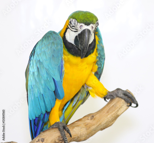Colorful parrot landed on branch, isolated on white, Blue-and-yellow macaw