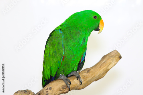 Colorful parrot landed on branch, isolated on white, Eclectus parrot