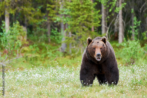 Big brown bear looking around photo