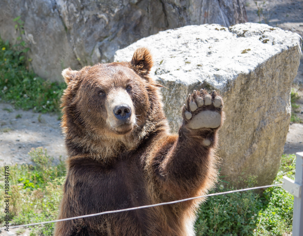 Obraz premium The brown bear waves a paw