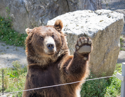 The brown bear waves a paw