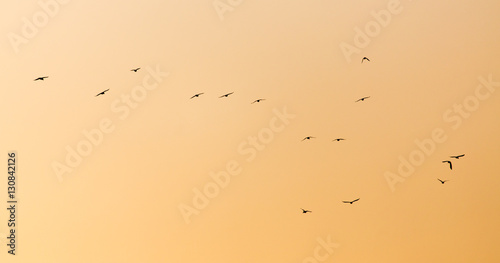 a flock of birds at sunset