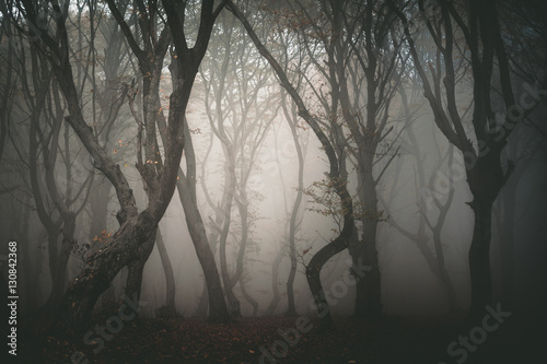 Hoia forest, the haunted forest photo