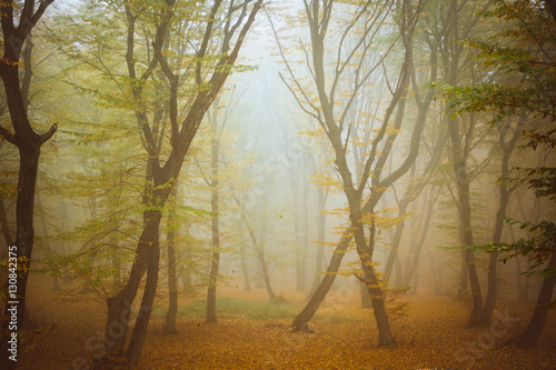 Autumn fog through the Hoia-Baciu haunted forest