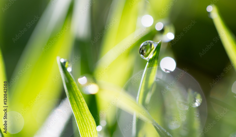 drops of dew on the green grass drops of dew on the green grass