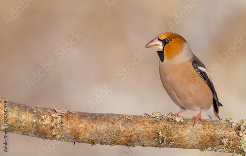 Hawfinch - Coccothraustes coccothraustes photo