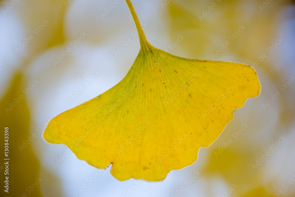 Naklejka premium Ginkgo biloba tree