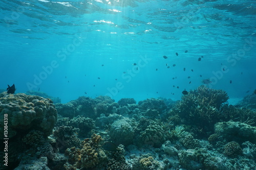 Shallow ocean floor with coral reef and fish  natural scene  Rangiroa lagoon  Pacific ocean  French Polynesia