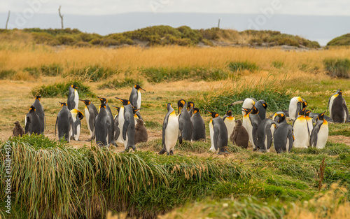 King Penguins in Tierra del Fuego  Chile