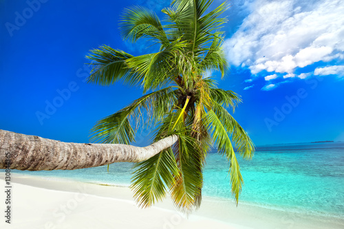 Fototapeta Naklejka Na Ścianę i Meble -  Palm tree on tropical island with turquoise clear water.