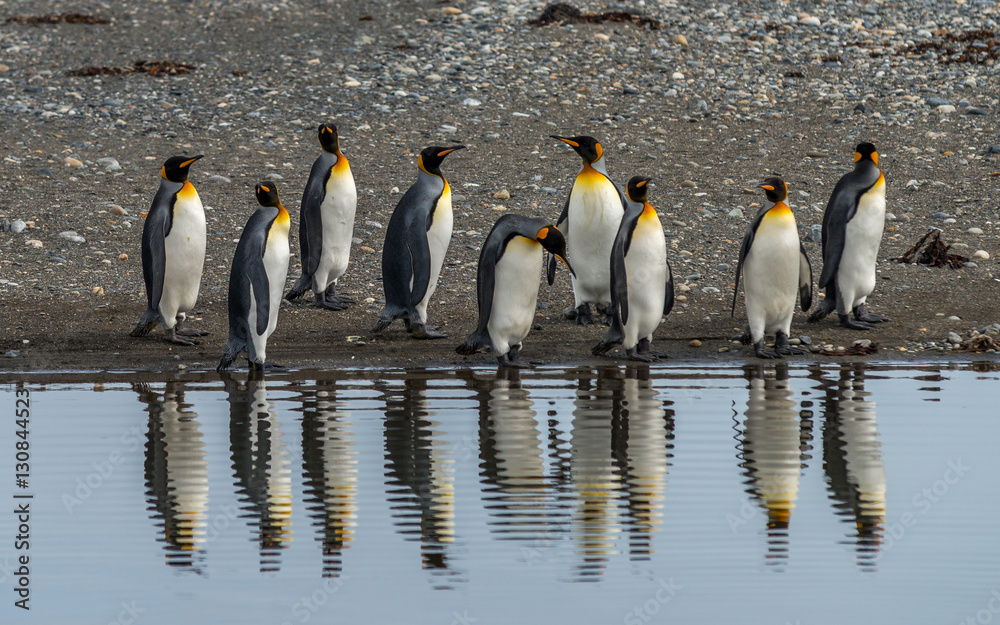Obraz premium King Penguins in Tierra del Fuego, Chile