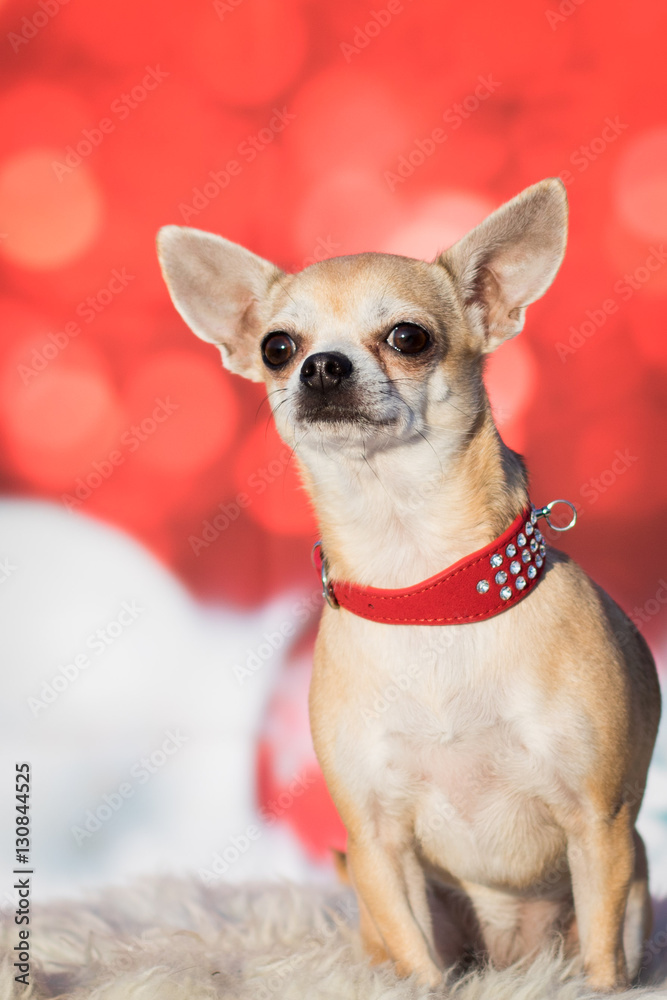 Weihnachtlicher Hund Weihnachtlicher Hund