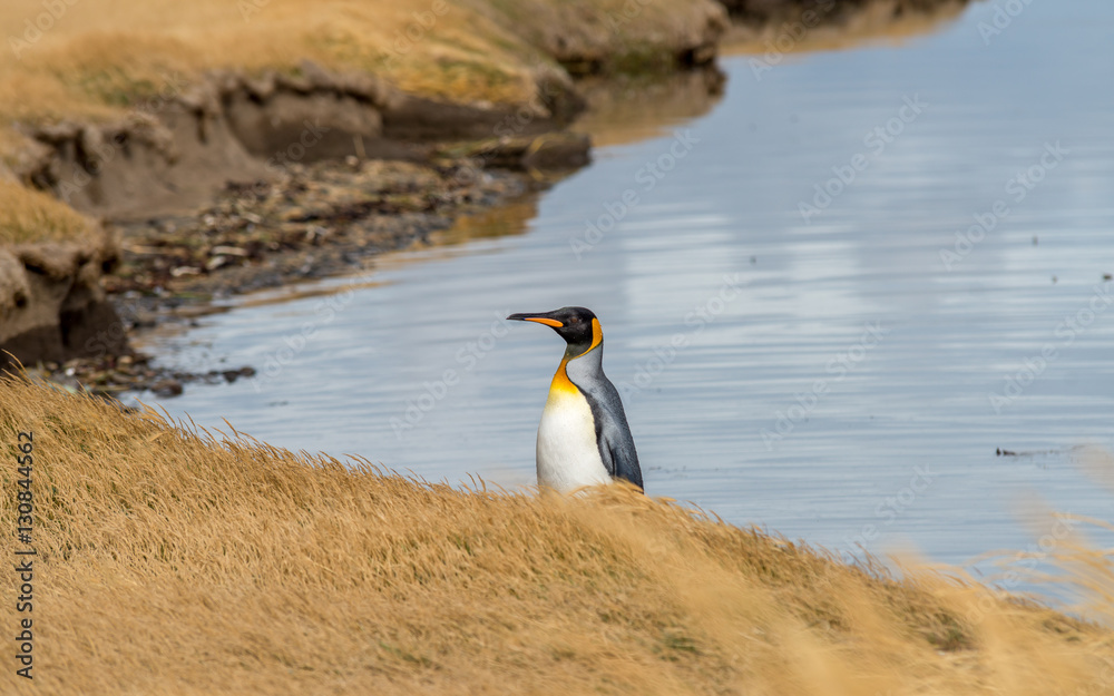 Obraz premium King Penguins in Tierra del Fuego, Chile