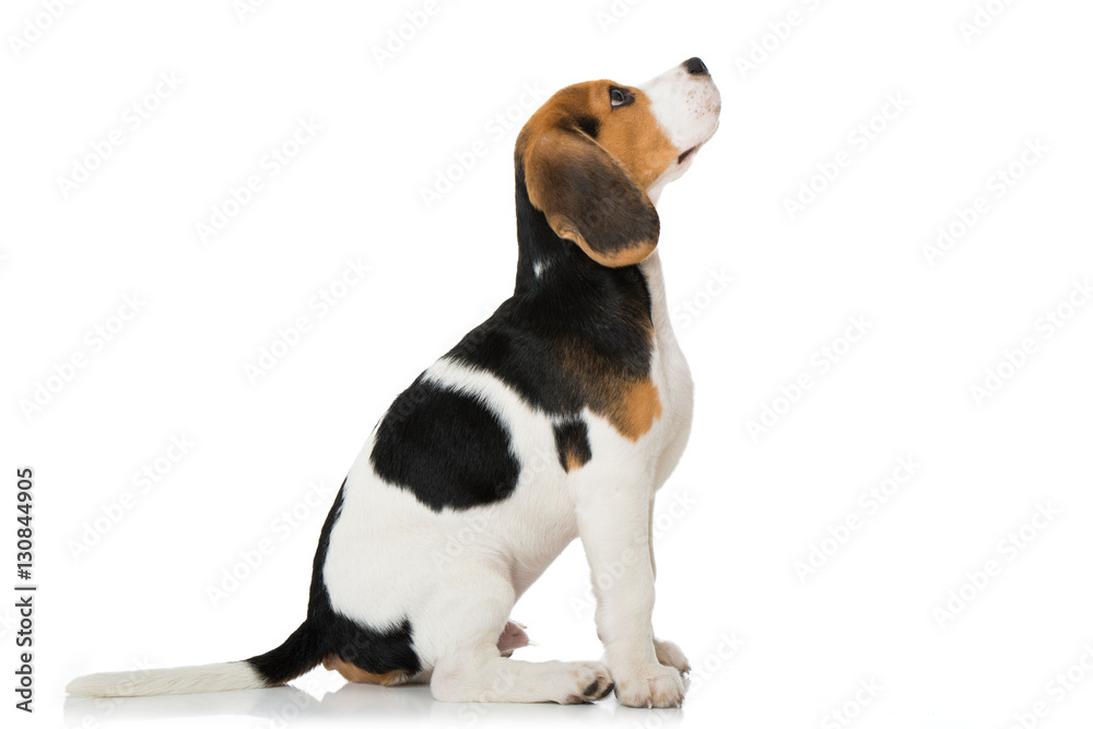 Sitzender Beagle Welpe