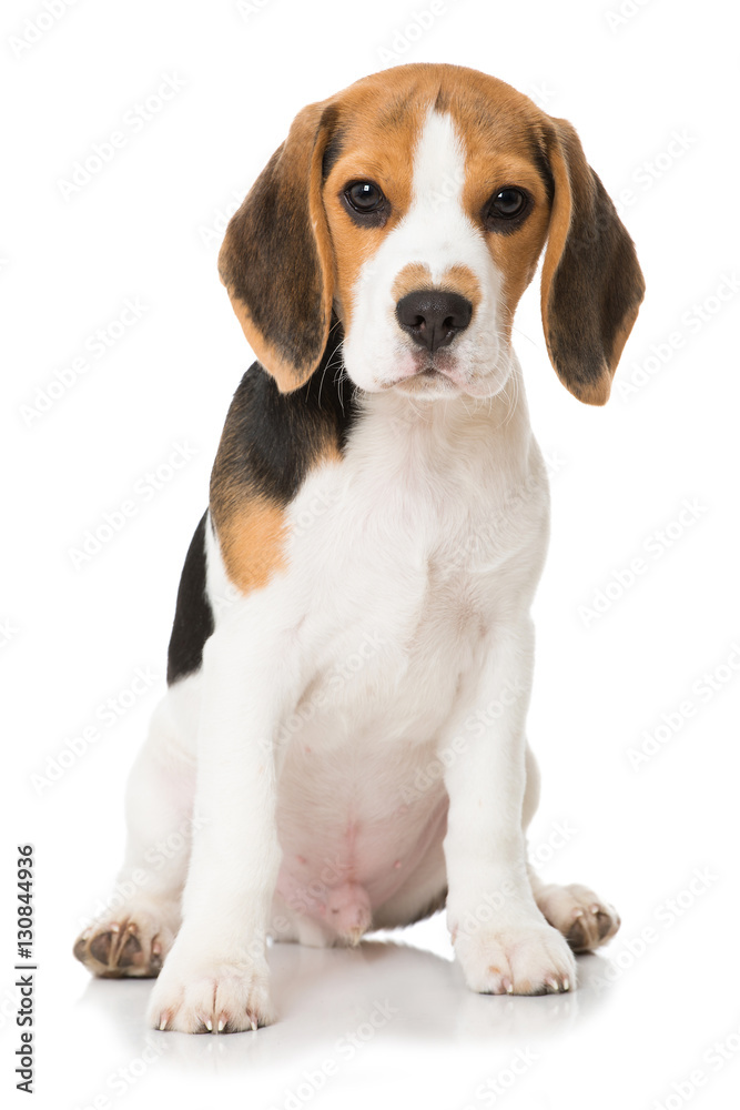 Beagle Welpe