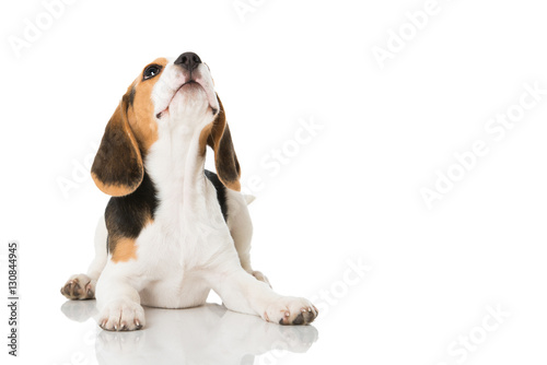 Photography Beagle Welpe sieht nach oben