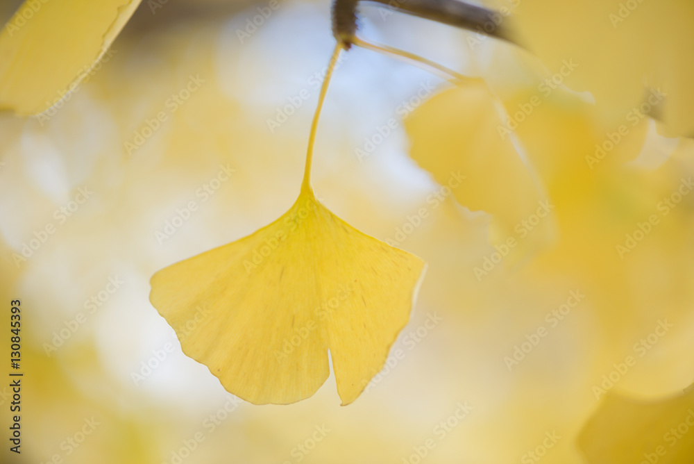 Naklejka premium Ginkgo biloba tree