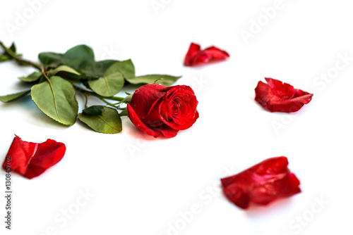 Fototapeta Naklejka Na Ścianę i Meble -  Red rose isolated on white background