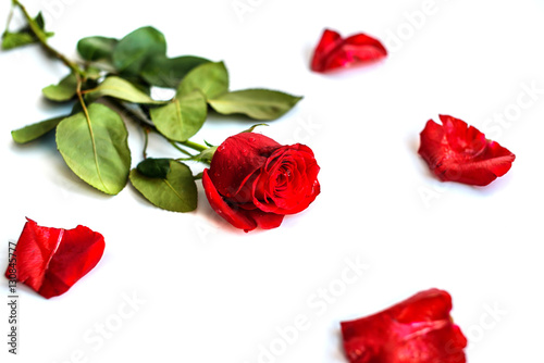 Red rose isolated on white background